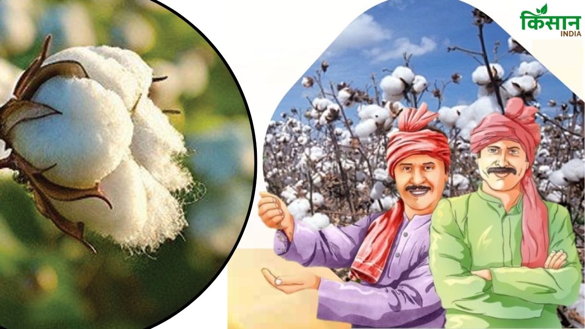कपास की नई किस्में पेश करेगा ICAR, सूखे की स्थिति में सिंचाई के समाधान निकालेंगे वैज्ञानिक