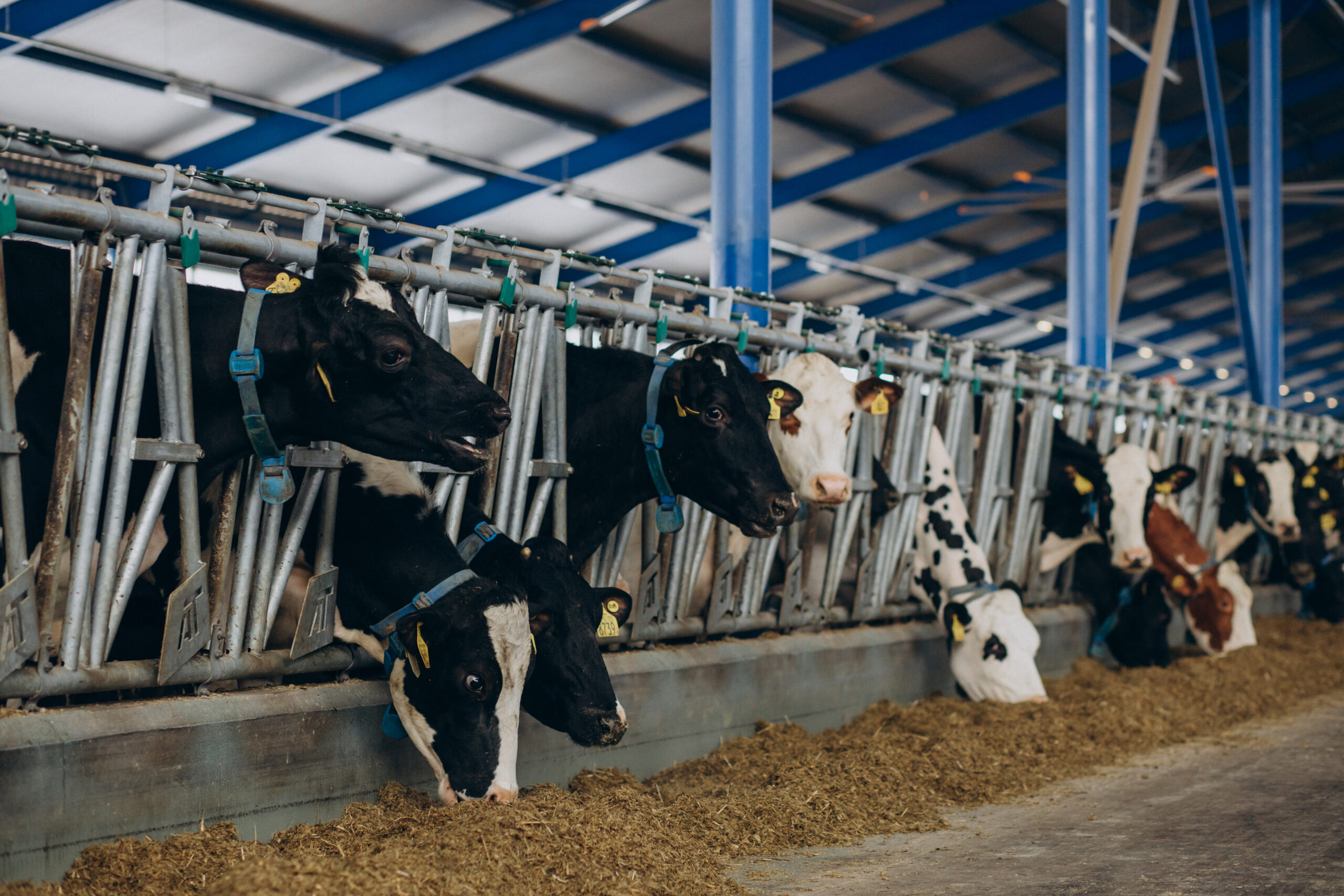 Dairy Business: पशुपालन के लिए मिलेगा पैसा, बिहार सरकार की इस योजना से उठाएं लाभ