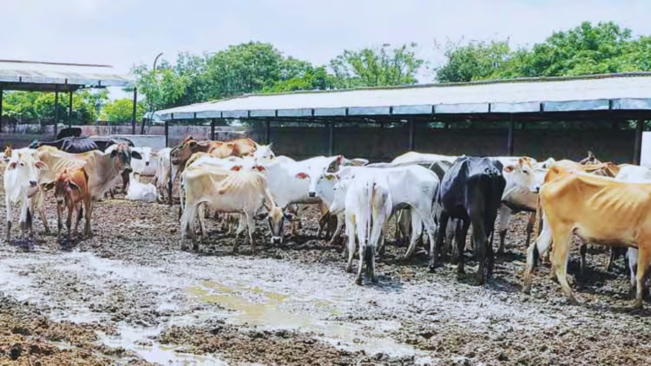 गौशाला में पानी भरा तो संकट बढ़ा! गायों को बचाने के लिए सरकार ने बताए ये जरूरी नियम