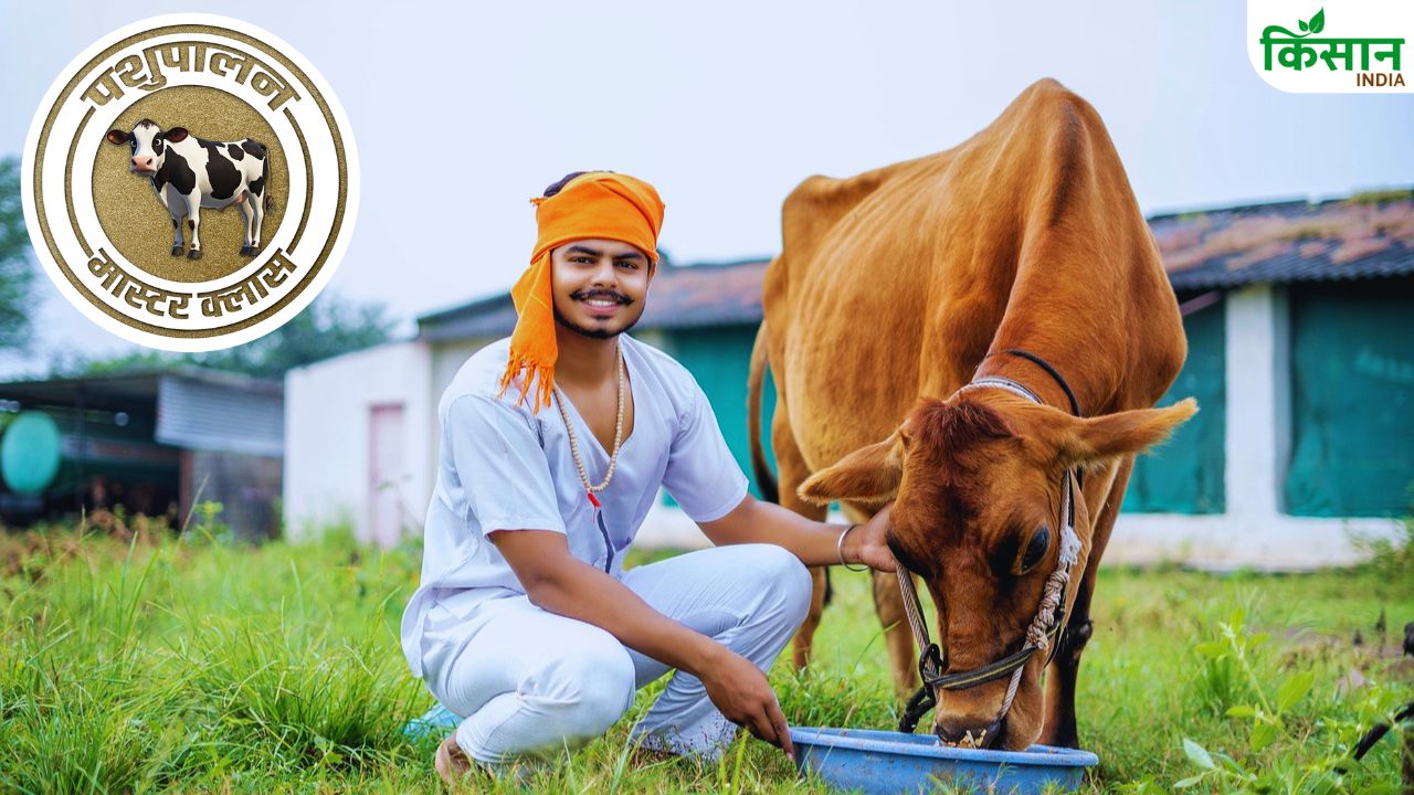 दूध चाहिए ज्यादा और शुद्ध? तो जान लीजिए कौन-सी चीजें बना रही हैं आपकी गाय को बीमार