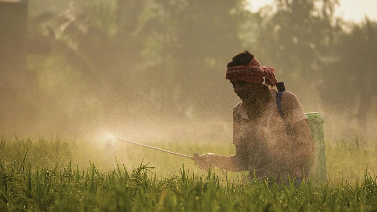 इस जंगली घास से घट सकती है धान की पैदावार, किसान उपचार के लिए करें इसका इस्तेमाल