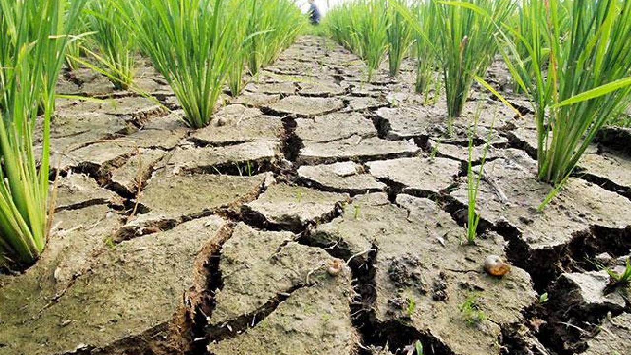 महाराष्ट्र में 3 महीने के अंदर 767 किसानों ने की आत्महत्या, सबसे ज्यादा इस जिले में मौत के मामले