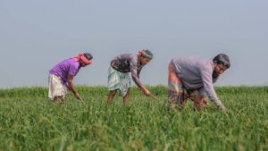 इस योजना से बढ़ेगी किसानों की कमाई, 11 करोड़ अन्नदाताओं को डिजिटल ID देने की तारीख तय इस योजना से बढ़ेगी किसानों की कमाई, 11 करोड़ अन्नदाताओं को डिजिटल ID देने की तारीख तय