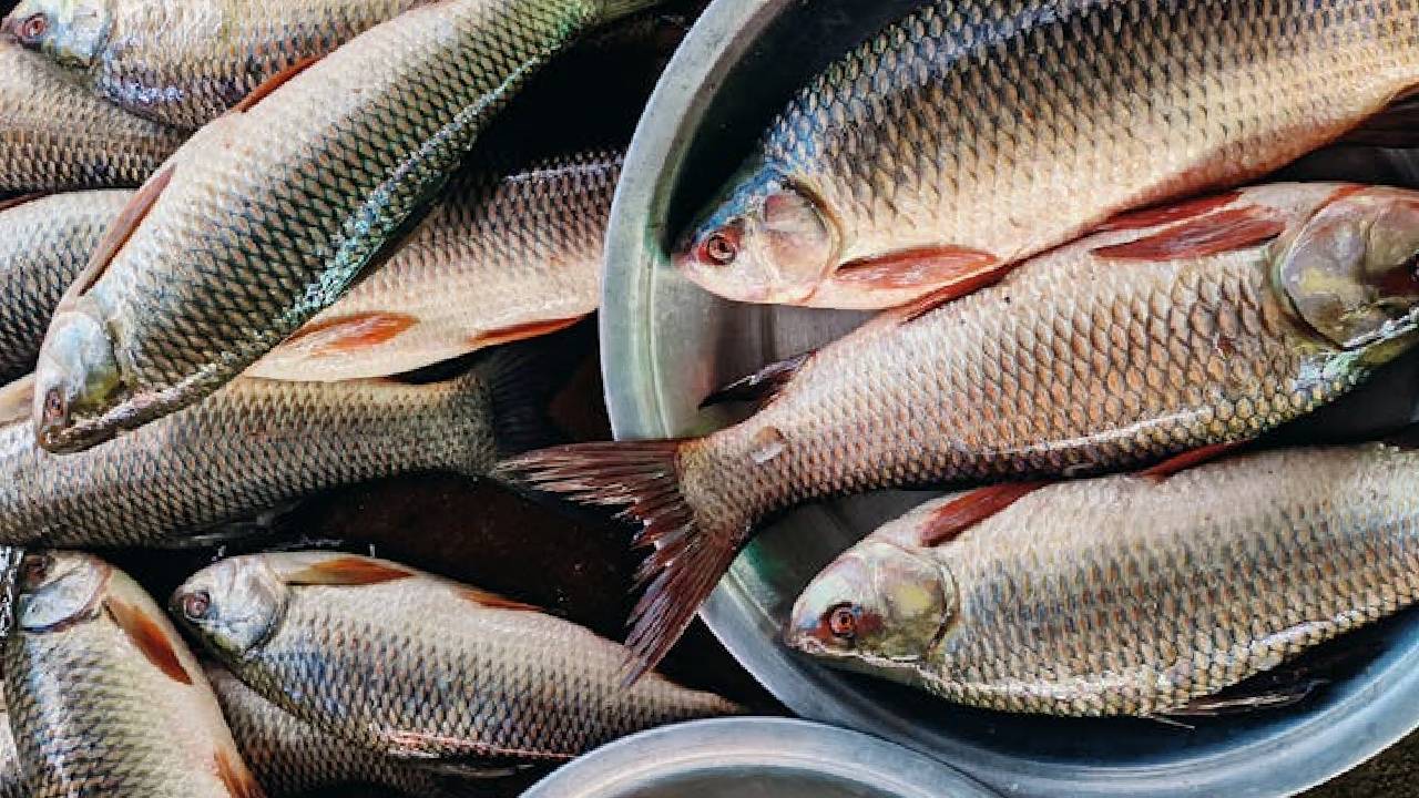 मॉनसून में मछली खरीदने जा रहे हैं? तो जरूर रखें इन 5 बातों का ध्यान