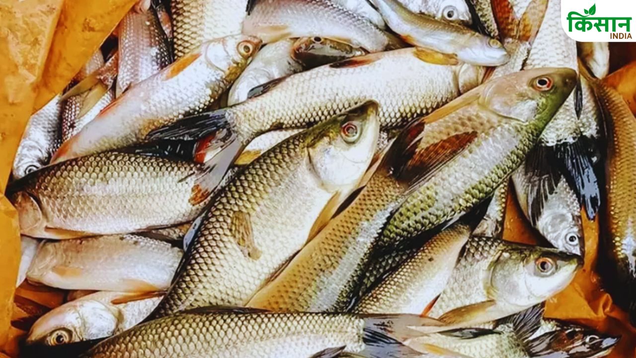 Fish Farming: इन परजीवियों से बची तो मछली जिंदा, वरना पूरा तालाब खाली! जानिए रोकथाम के सही उपाय