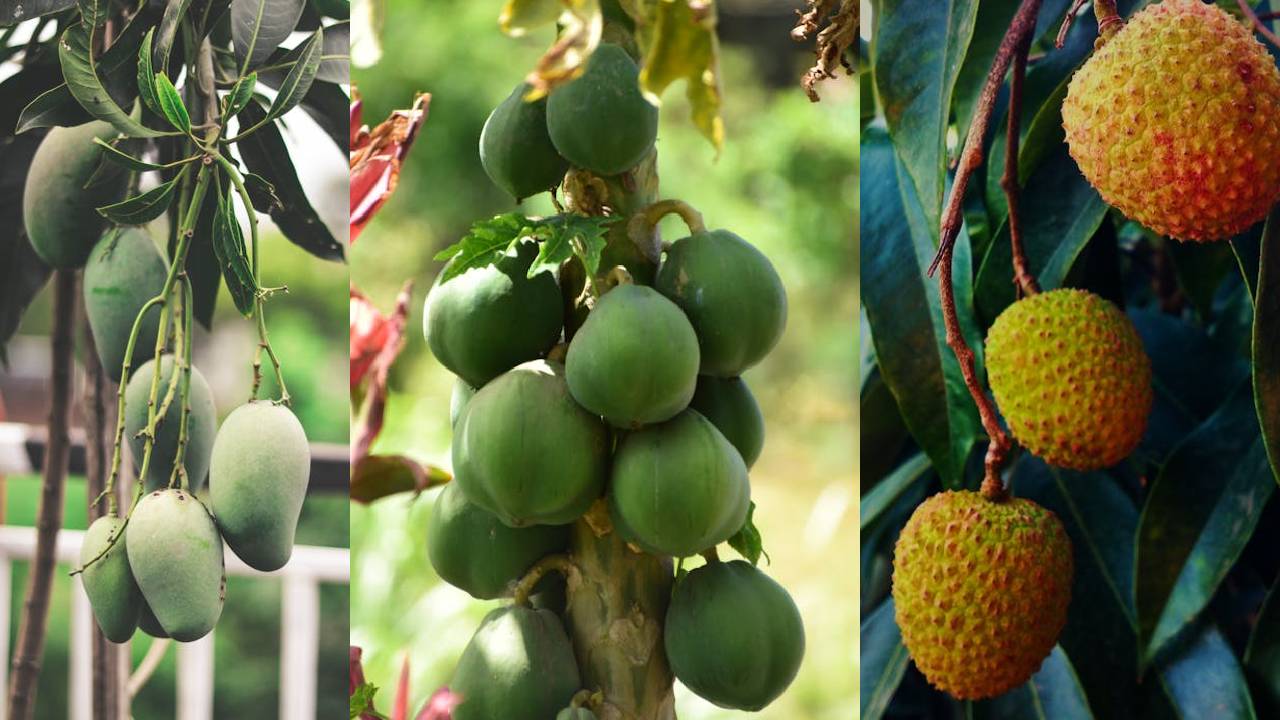 आम, पपीता, लीची की खेती करने वालों को सरकार देगी बड़ी राहत, कीटनाशकों पर भारी छूट