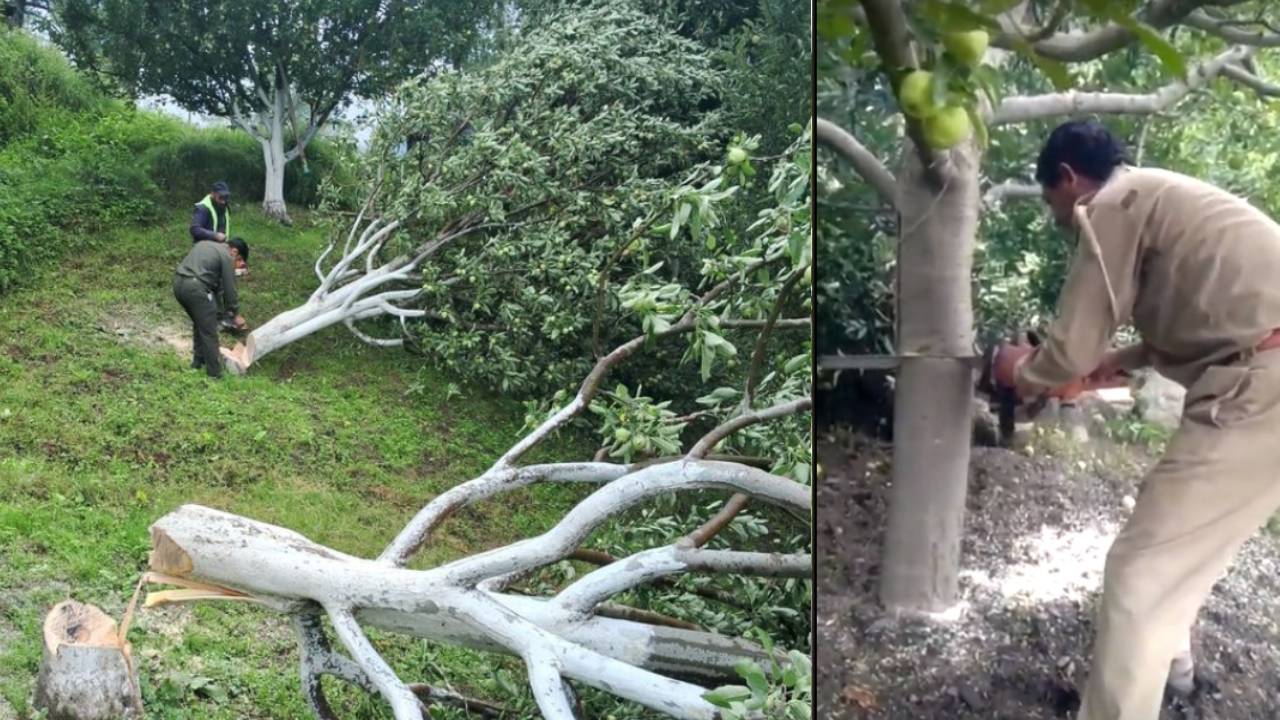 एक आदेश और 3000 सेब से लदे पेड़ों पर चली कुल्हाड़ी, जानिए क्यों हिमाचल में किसान रो रहे हैं