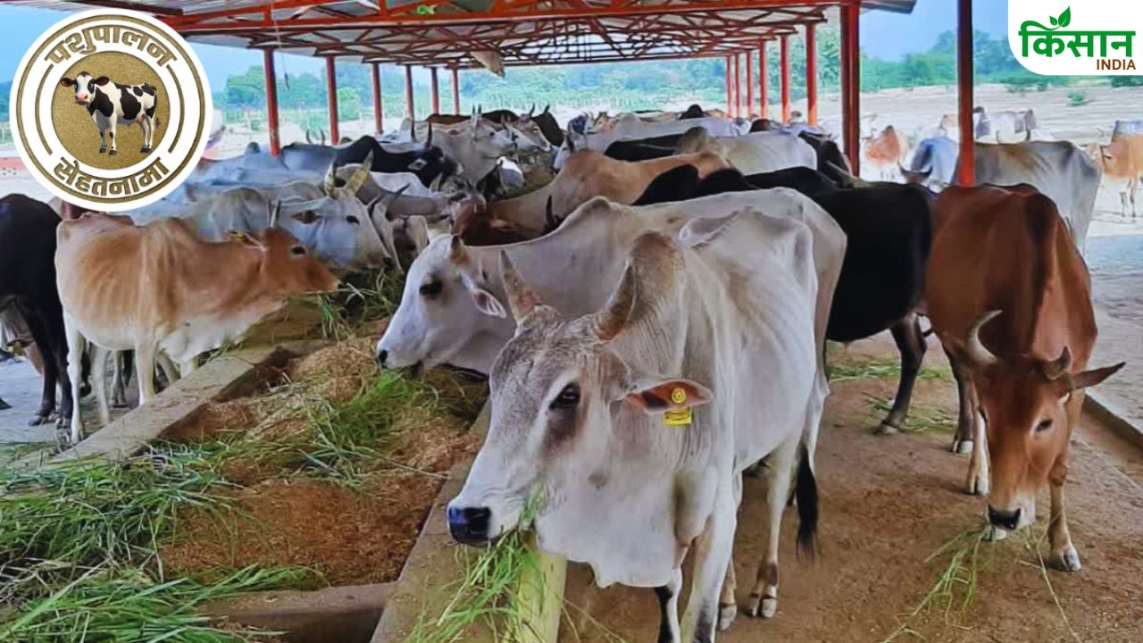 बरसात में पशुओं के लिए खतरा बनती हैं ये 6 बीमारियां, क्या है इलाज और उपाय.. पढ़ें डिटेल्स