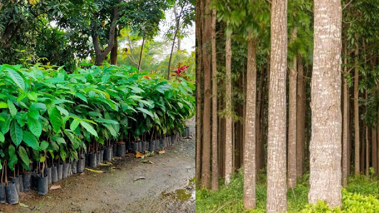 200 रुपये लगाएं, 1 लाख कमाएं.. जानिए कैसे ‘महोगनी’ का पेड़ बना रहा किसानों को मालामाल