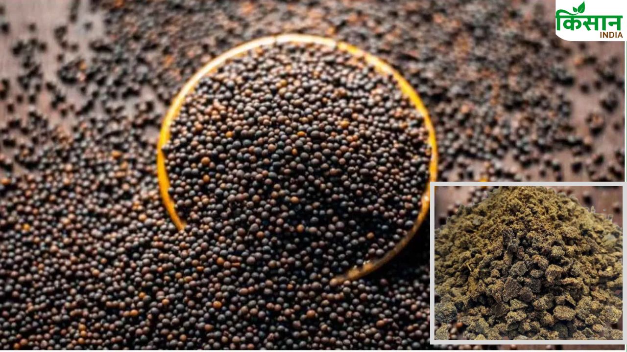 यूरिया-पोटाश छोड़ो! सरसों की खल्ली से लौटेगी मिट्टी की ताकत, जानिए पूरा तरीका