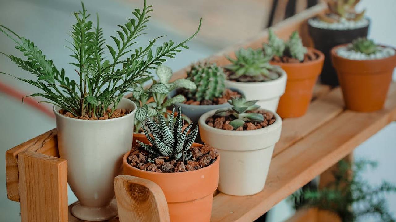 घर में लगे पौधों के लिए कौन-सी खाद है बेस्ट? जानिए कब करें इस्तेमाल