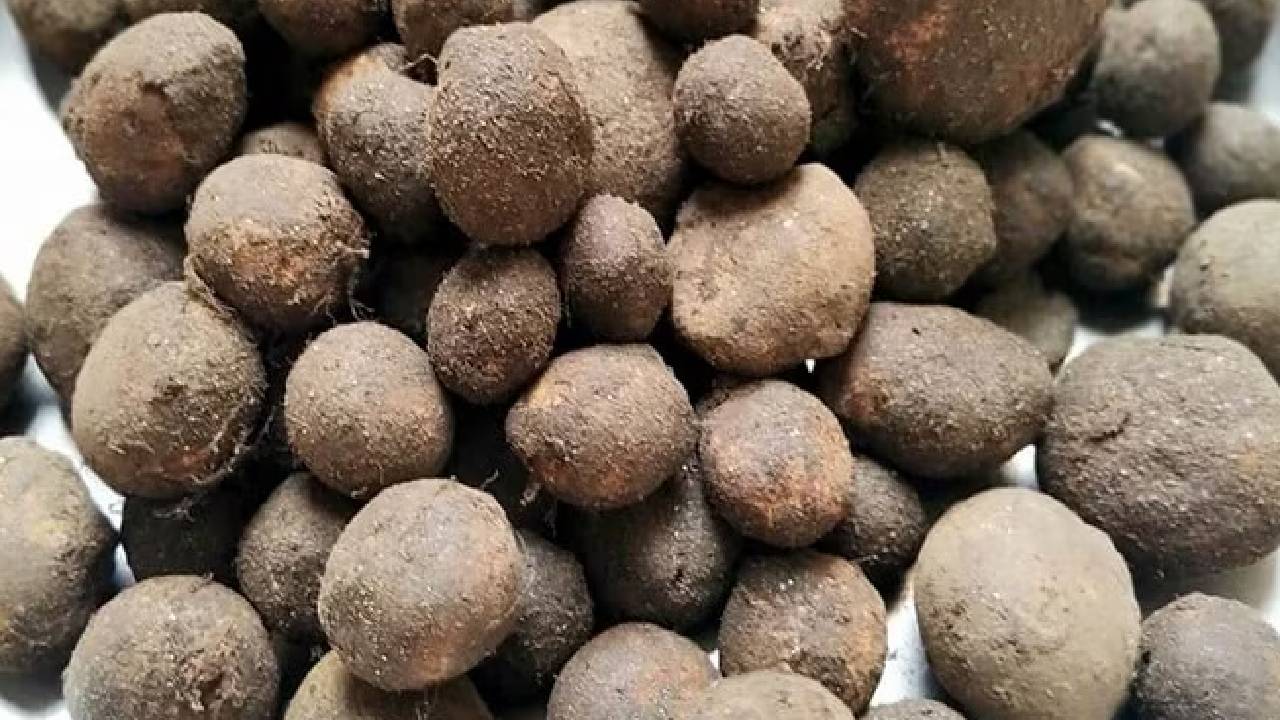 1000 रुपये किलो बिकता है रुगड़ा, स्वाद ऐसा कि मटन भी लगे फीका, जानिए क्यों ये सब्जी है खास