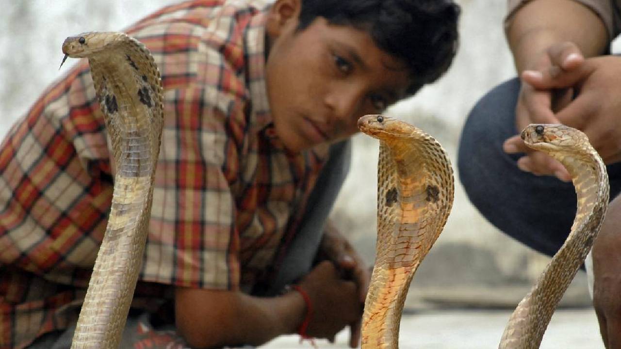 नाग पंचमी पर लगती है इस गांव में अनोखी अदालत, जहां सांप खुद बताते हैं काटने की वजह