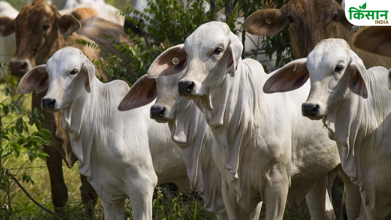 भटकती गायों को अब मिलेगा ठिकाना! करोड़ों की मदद से गौशालाओं में होगा चारा-पानी और इलाज