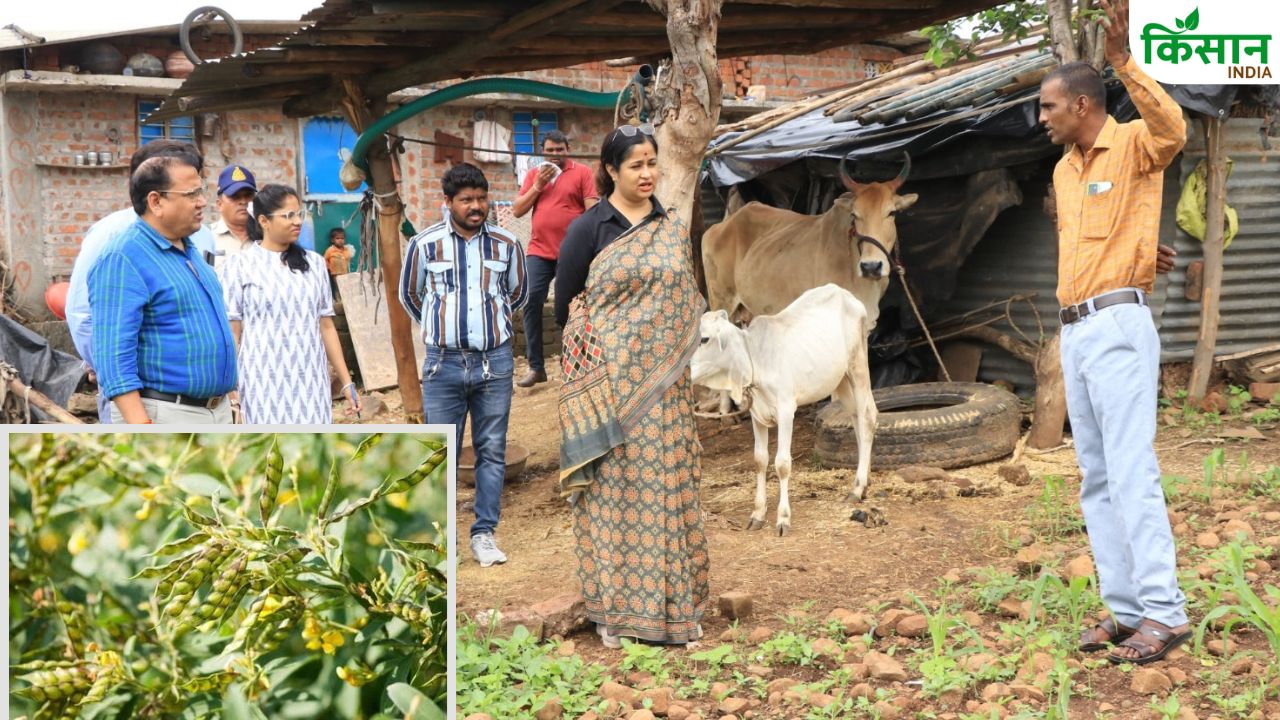 किसान ने 9 बीघा खेत में अरहर की नई वैराइटी बोई, खूबियों के चलते अधिकारी और किसान फसल देखने पहुंच रहे