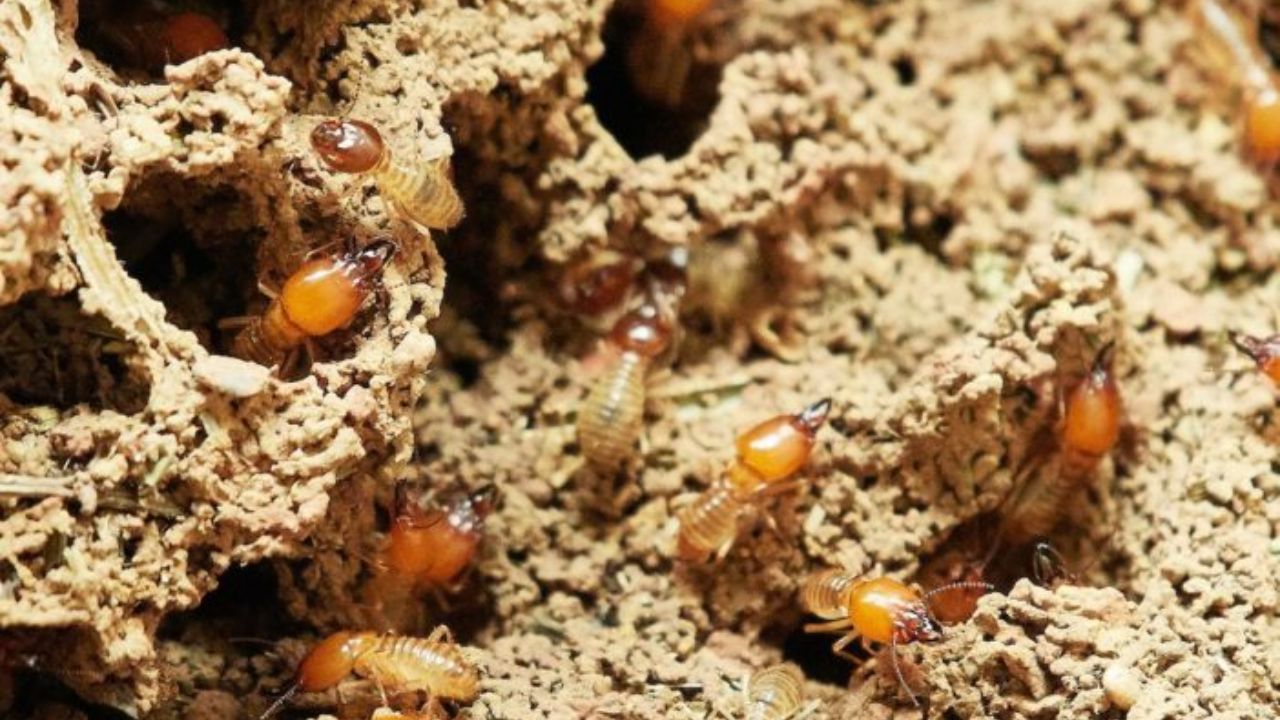 बरसात में घर की दुश्मन बनी दीमक! जानिए कैसे चुटकियों में होगा सफाया