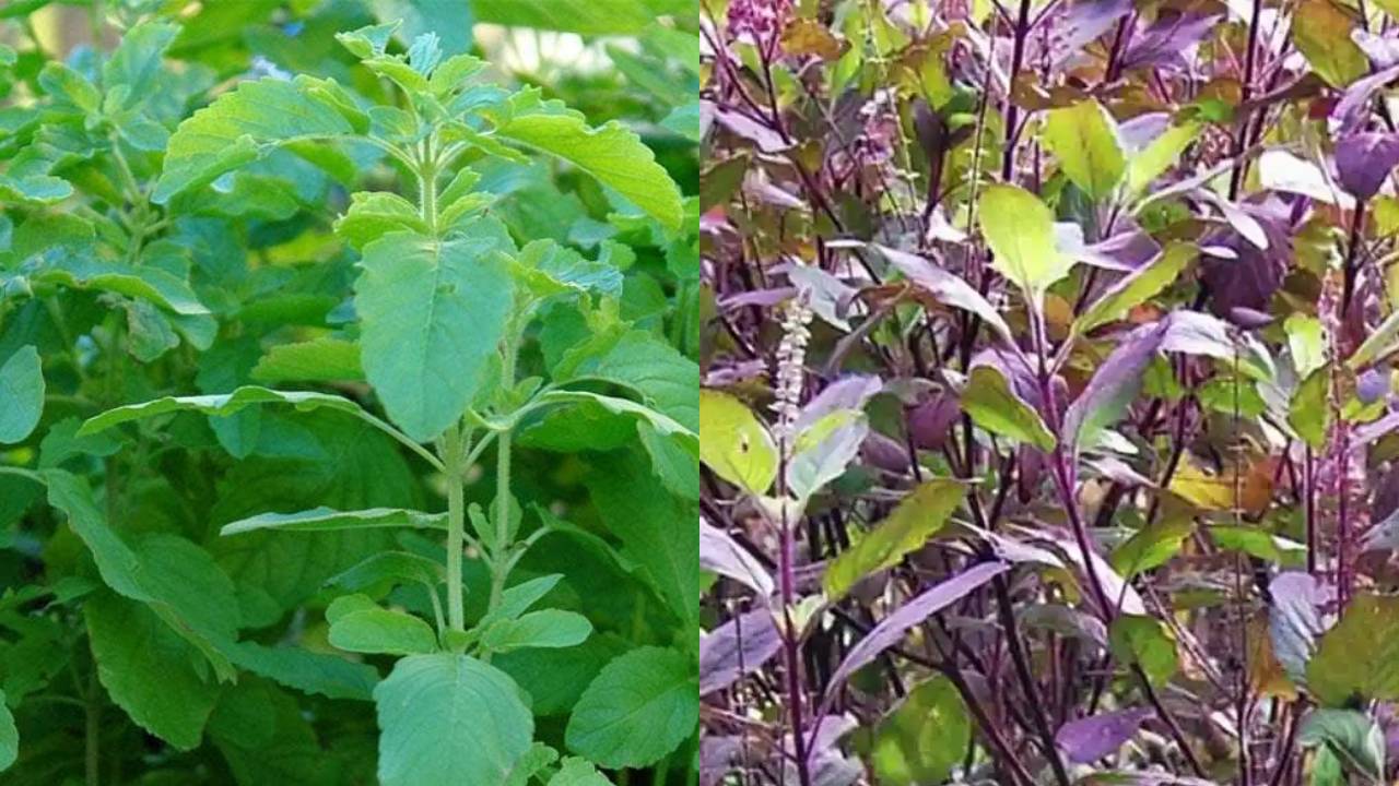 रामा तुलसी या श्यामा तुलसी- किसे लगाएं घर में और कैसे करें देखभाल?