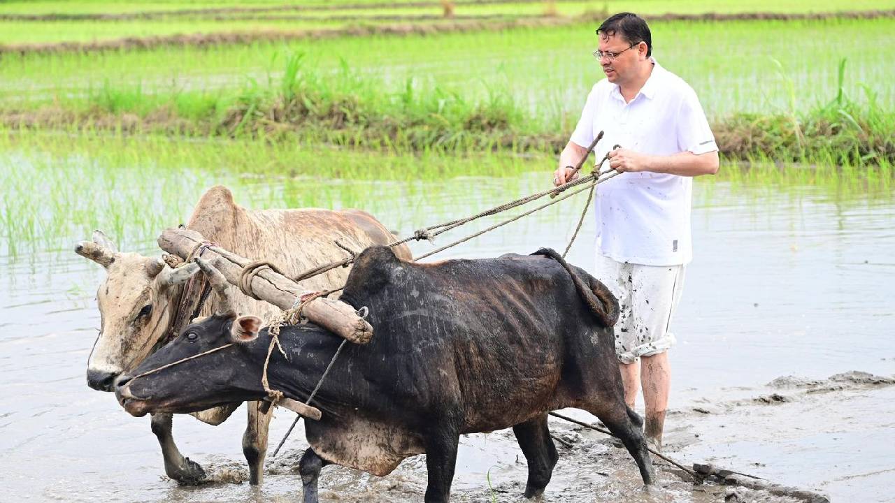 उत्तराखंड के सीएम धामी ने खुद चलाया हल, खेत में उतरकर की धान की रोपाई