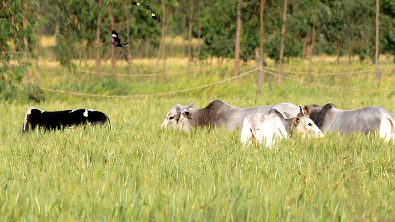 खेत बचाना है तो ये स्कीम मत छोड़िए! तारबंदी पर मिल रहा है 70 फीसदी तक अनुदान
