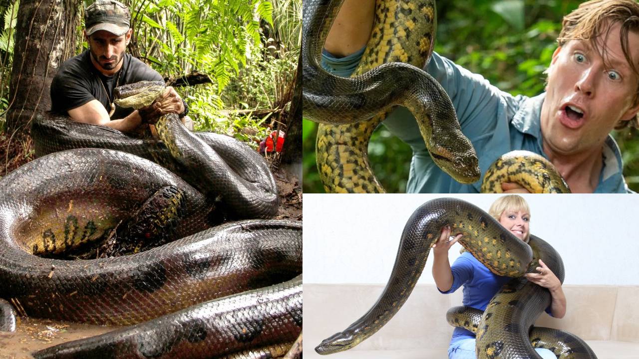 World Snake Day: मगरमच्छ तक को निगल जाएं! जानिए कहां रहते हैं दुनिया के 10 विशालकाय सांप