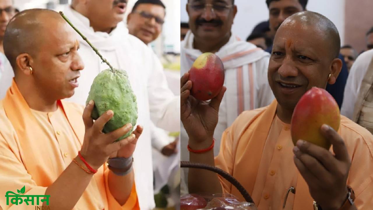 सीएम योगी ने दिखाई हरी झंडी, लंदन-दुबई रवाना हुए यूपी के खास किस्म के आम