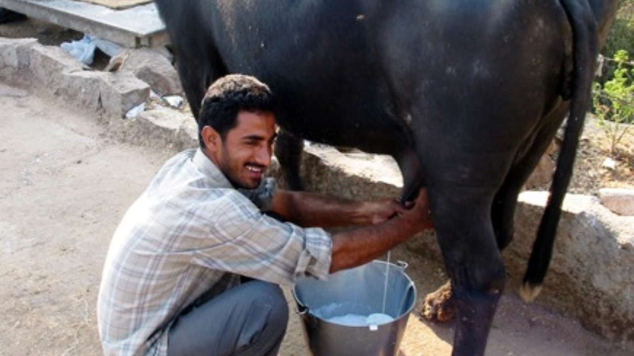 सुबह दूध निकालें.. ज्यादा पाएं मुनाफा, जानिए गाय-भैंस से दूध निकालने का सही समय और तरीका