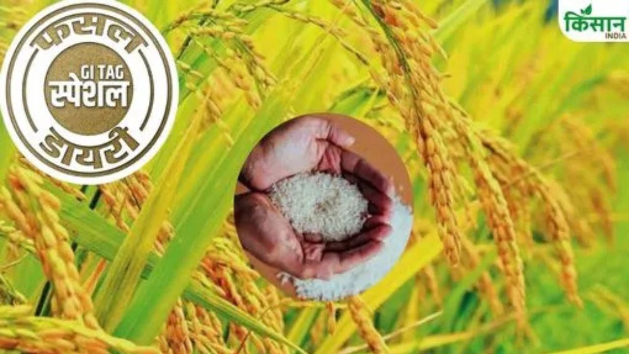 स्वाद और कीमत में बासमती से भी आगे है यह चावल, नाम है आदमचीनी.. UP में होती है खेती