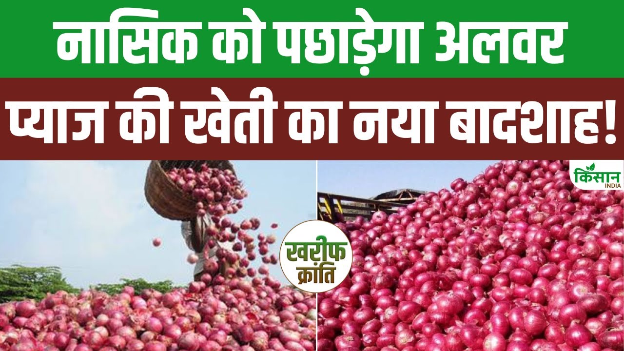 देश में बढ़ रही अलवर के लाल प्याज की मांग, उत्पादन में महाराष्ट्र और गुजरात को छोड़ा पीछे