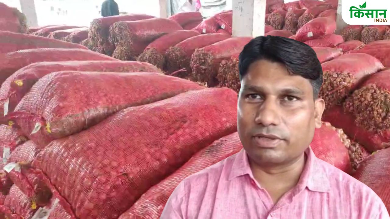 अच्छी बारिश के बाद लाल प्याज के गंठी बीज की बुवाई तेज, 2600 रुपये में बिक रही किस्म
