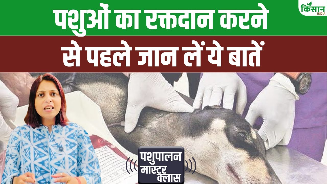 खून देकर बचाई जा सकती है पशुओं की जान, पंजाब-हरियाणा में गाय-डॉग के लिए खोले गए ब्लड बैंक
