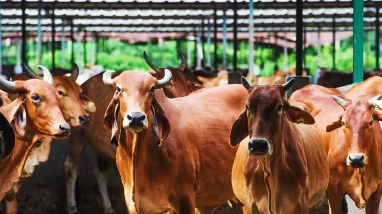 पशुपालन के जरिए ग्रामीण भारत की बदल रही तस्वीर, किसानों की बढ़ रही आमदनी
