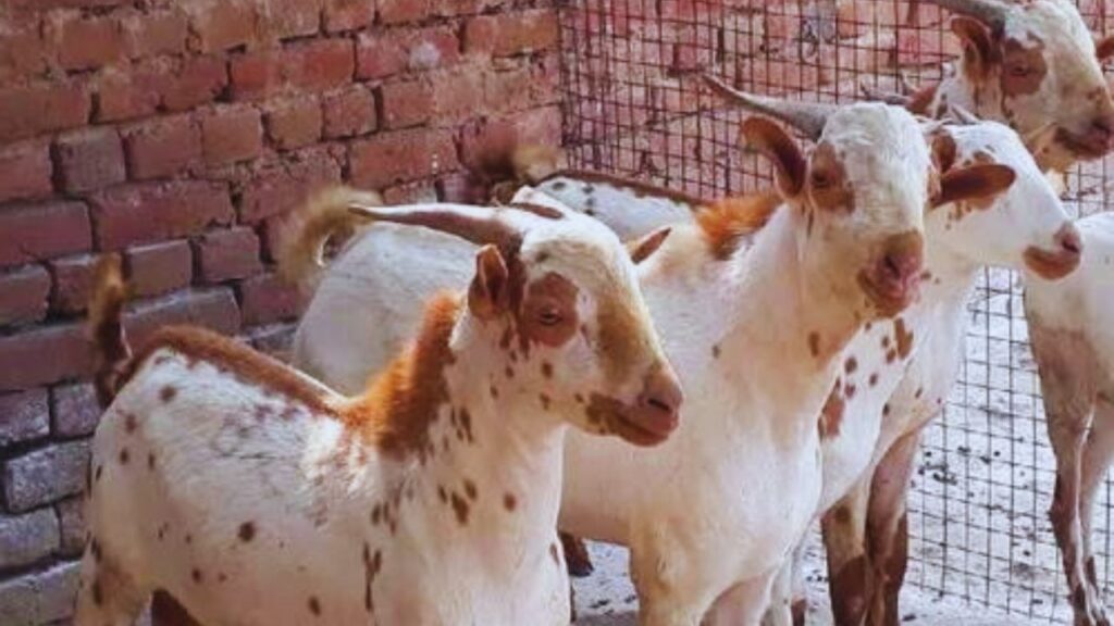 बर्बरी नस्ल की बकरी का मांस महंगा बिकता है और दूध भी अच्छी मात्रा में मिलती है, जिससे बाजार में इसकी मांग हमेशा बनी रहती है. बर्बरी नस्ल की बकरी का मांस महंगा बिकता है और दूध भी अच्छी मात्रा में मिलती है, जिससे बाजार में इसकी मांग हमेशा बनी रहती है.