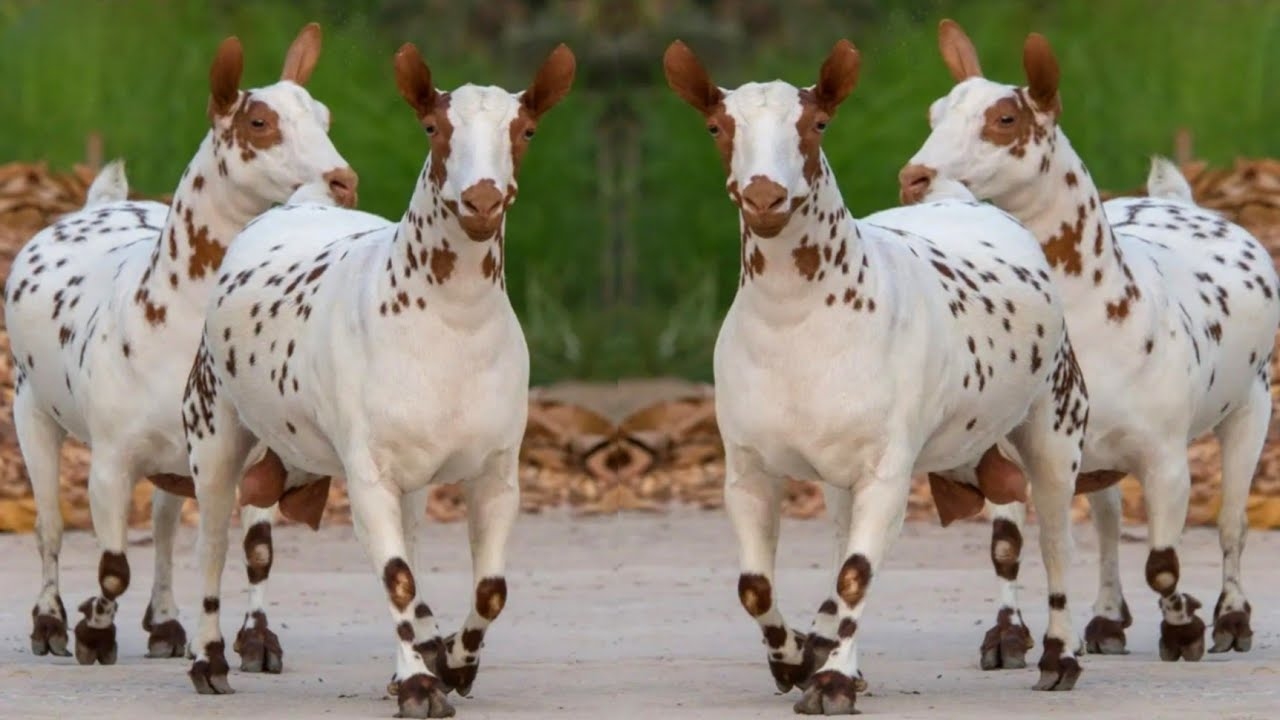 Barbari Goat: दिखने में हिरण, कमाई में हीरा, किसानों के लिए सोना उगलने वाली नस्ल!