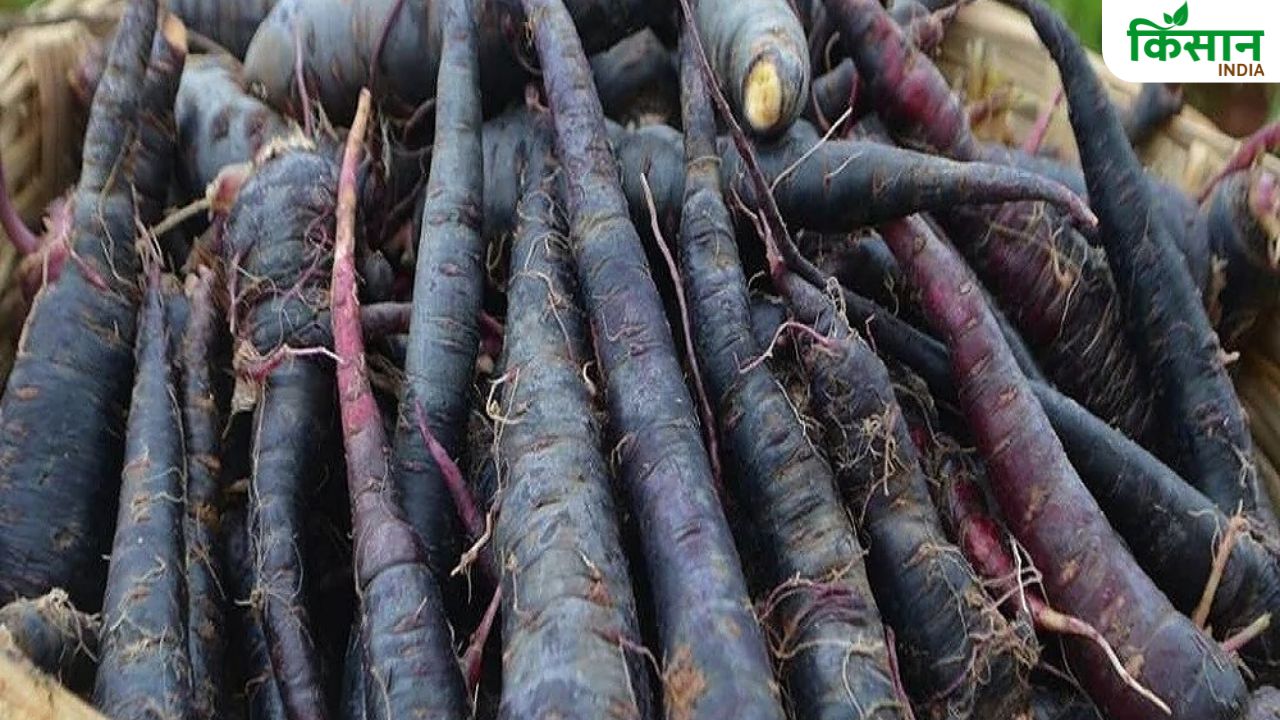 डायबिटीज को कंट्रोल करने में मदद करती है काली गाजर, खेती से 400 क्विंटल तक मिलेगी पैदावार