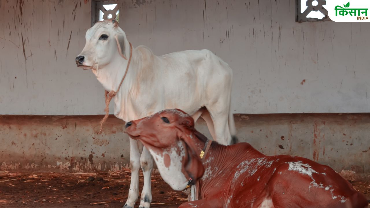 बारिश में पशुओं को संक्रमण से बचाएं, फिनाइल और चूना बनेंगे सस्ते और असरदार सुरक्षा उपाय
