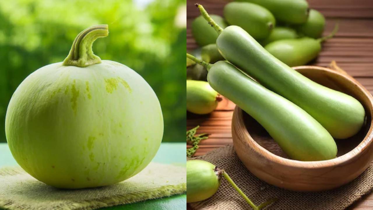 गोल या लंबी लौकी, जानिए खेती के लिए कौन है बेस्ट?