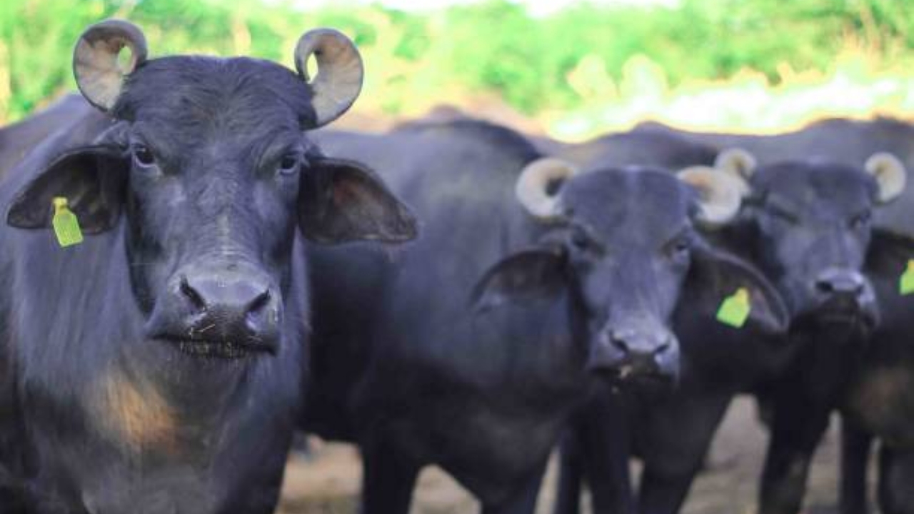 Murrah Buffalo: दूध उत्पादन में दुनिया की नंबर 1 नस्ल, किसानों की बनी पहली पसंद