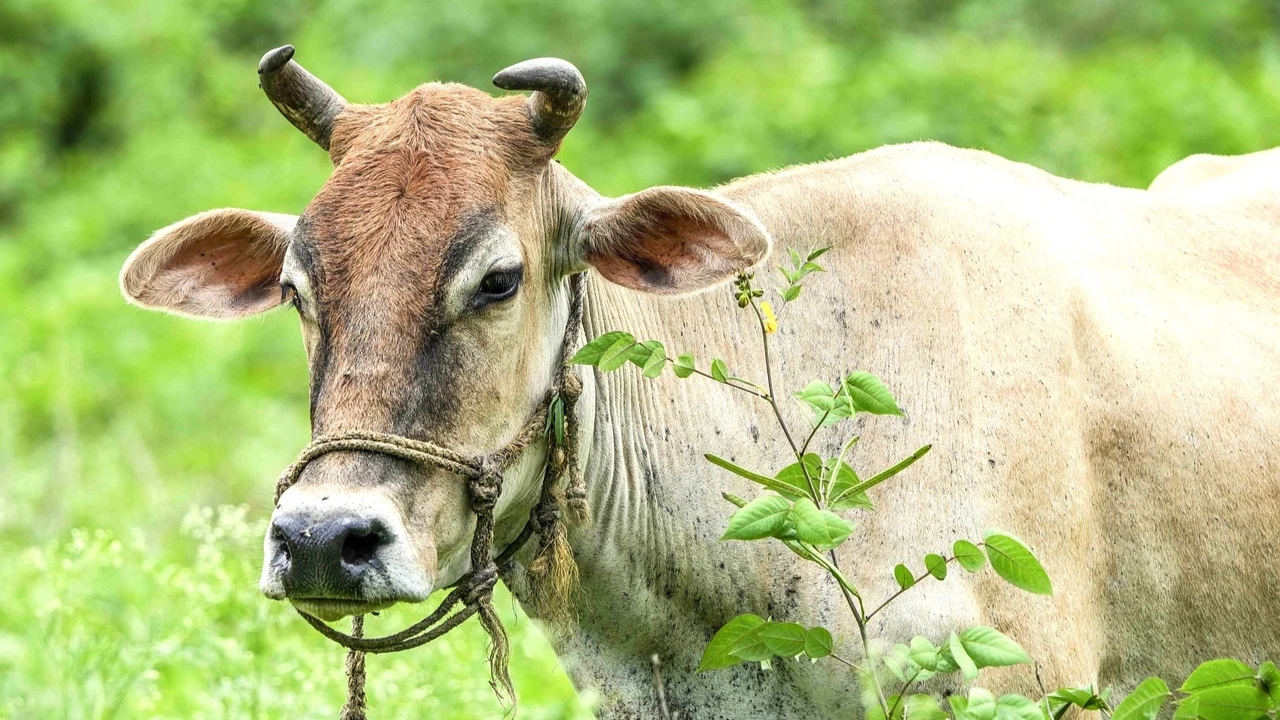 गाय खरीदने से पहले रखें इन बातों का ध्यान, होगा दूध और मुनाफे में फायदा