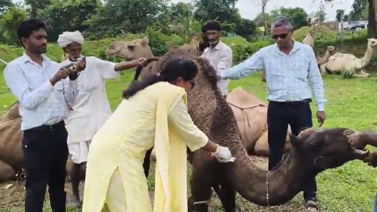 राजस्थान सरकार की पहल से ऊंट पालकों को मिली राहत, विशेषज्ञों ने दी सेहत और देखभाल की जानकारी
