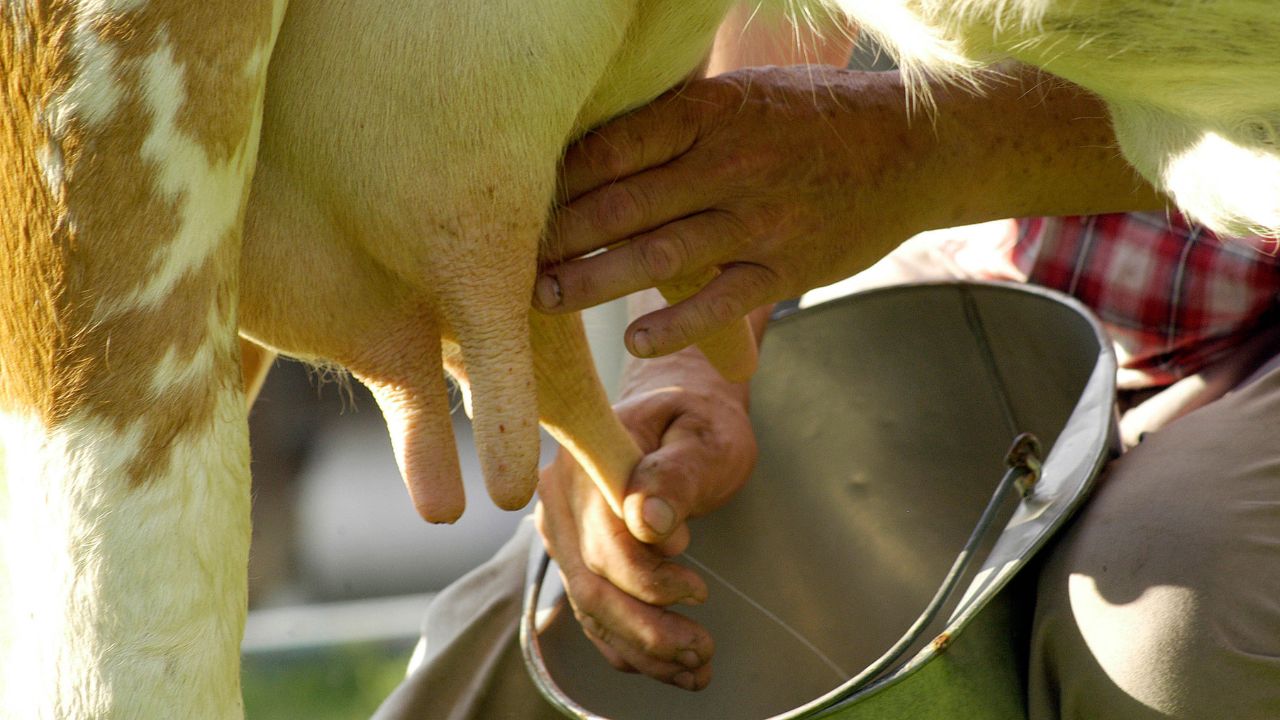 Dairy Farming: क्या गर्भावस्था के दौरान गाय का दूध निकालना सही है? सच जानकर दंग रह जाएंगे!