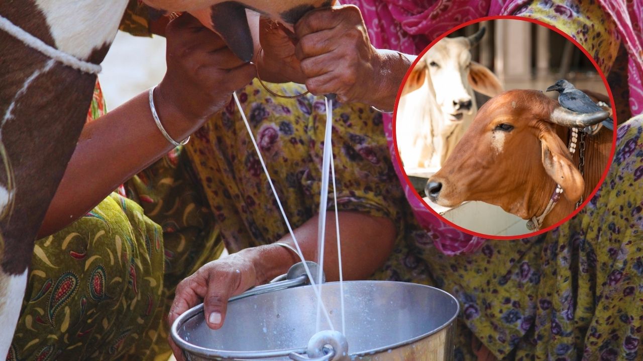 पशुपालक ध्यान दें.. गाय की ये नस्लें आपको बना सकती है लखपति, बाल्टी भर-भरकर देती हैं दूध!