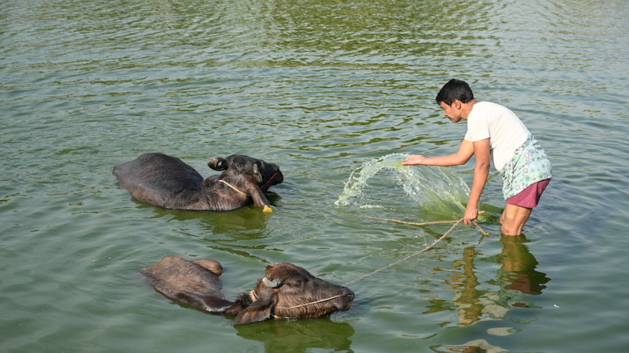 मानसून में फफूंदी रोग से गलाघोंटू तक.. 5 खतरनाक बीमारियों से ऐसे बचाएं अपने दुधारू पशु