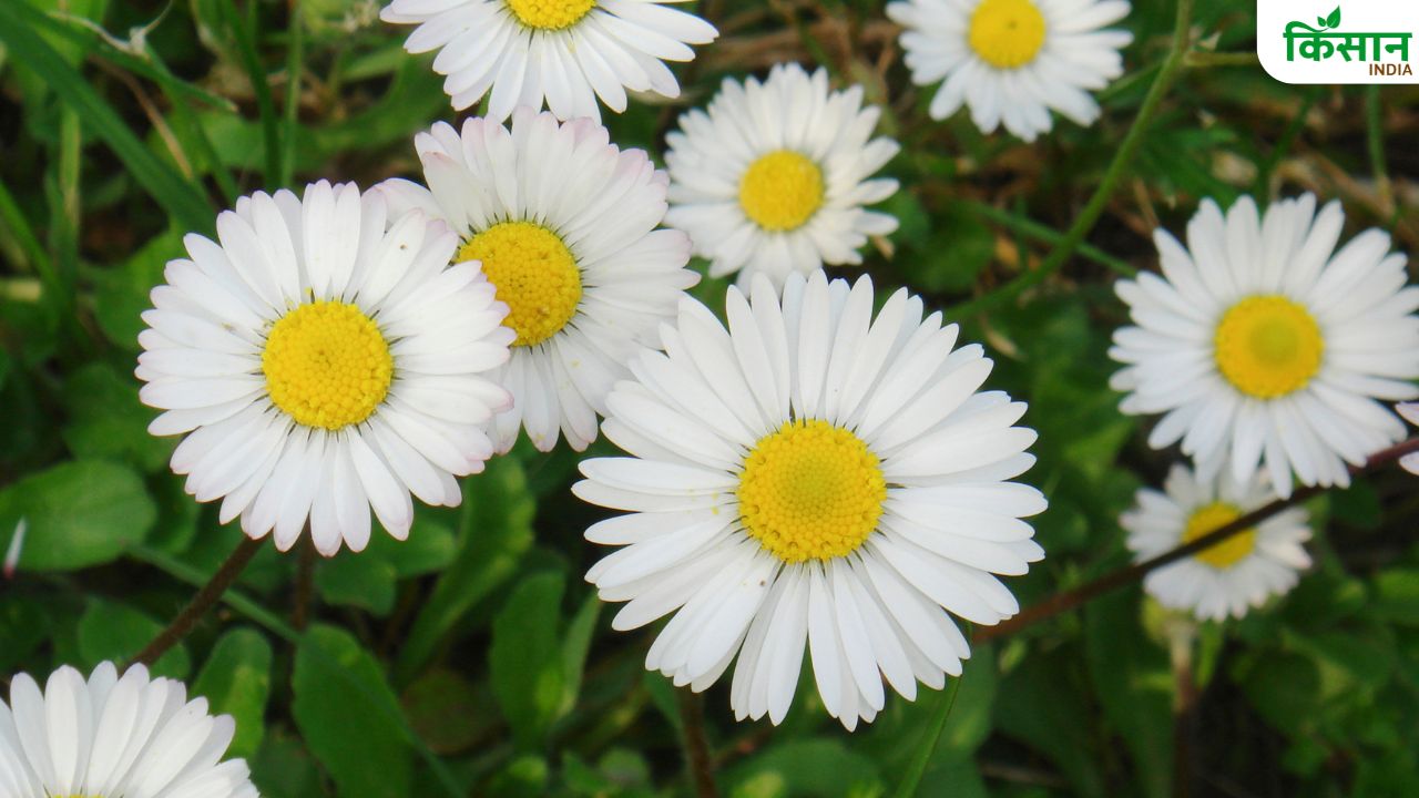 Gardening: घर की खूबसूरती को चार चांद लगा देंगे ये सफेद फूल, घर बैठे मंगाएं बीज
