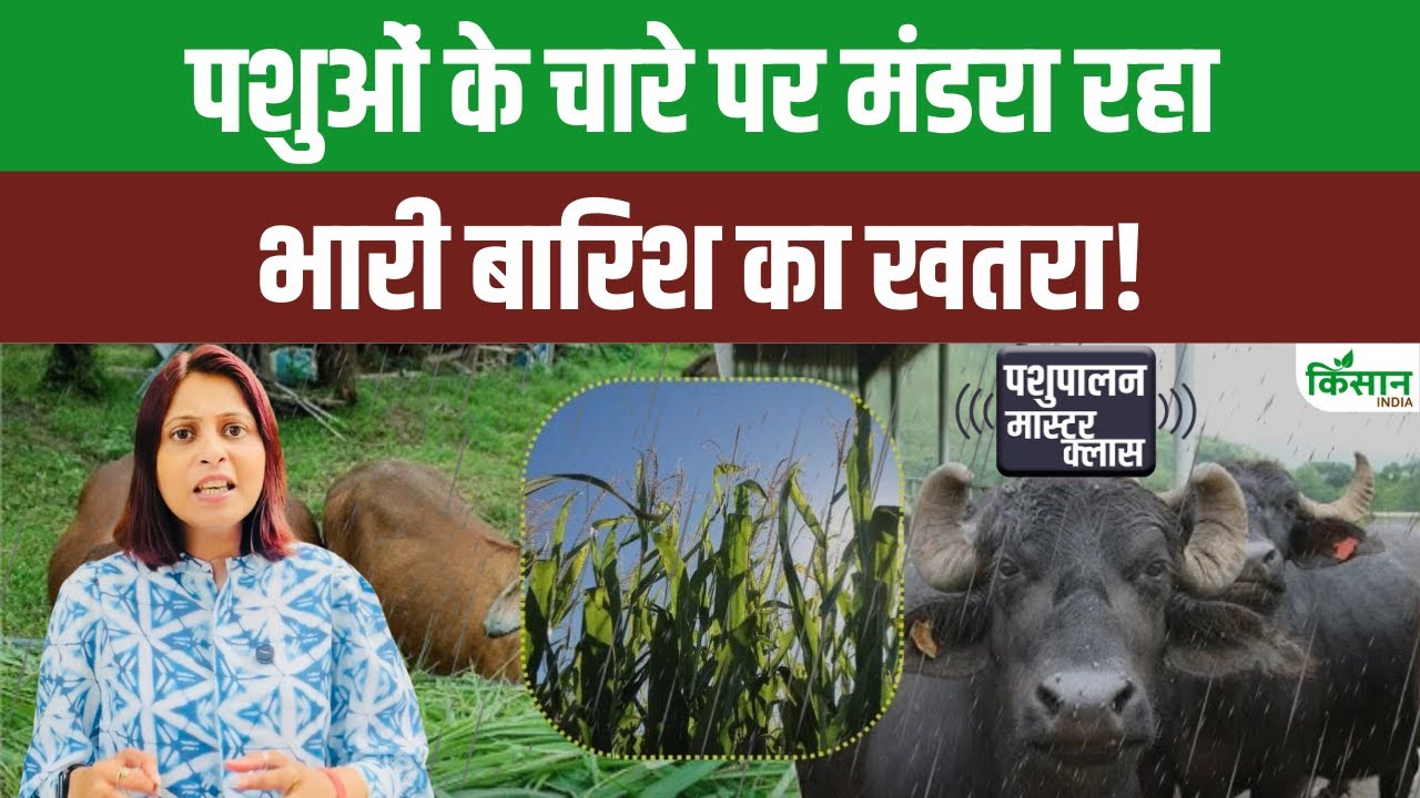 भारी बारिश ने बर्बाद की चारा फसल, पशुुपालकों के सामने खड़ी हुई बड़ी समस्या