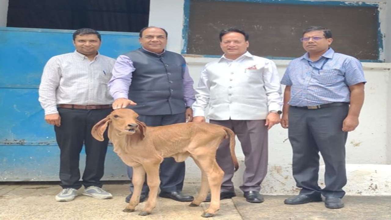 पहली क्लोन गिर गाय ने दिया बछिया को जन्म, NDRI साइंटिस्ट को मिली सफलता