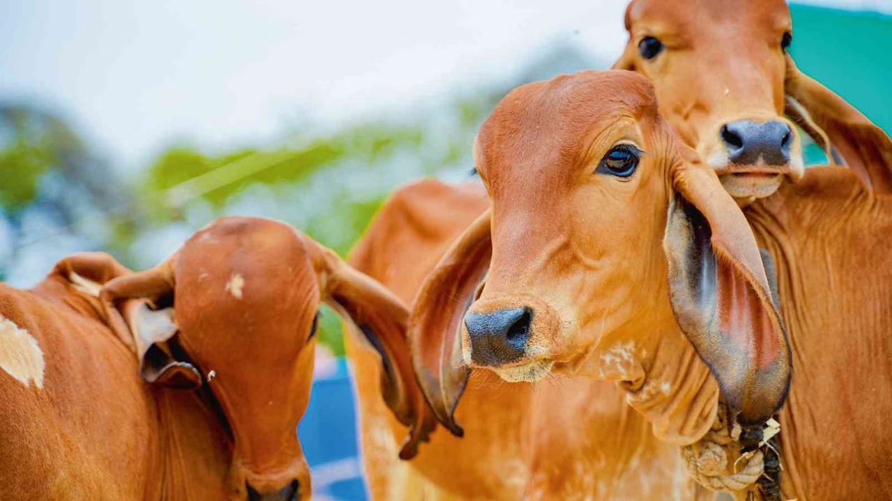 राष्ट्रीय गोकुल मिशन: दुग्ध उत्पादन में आई क्रांति, नस्लों में भी सुधार, बदल रही है ग्रामीण अर्थव्यवस्था की तस्वीर
