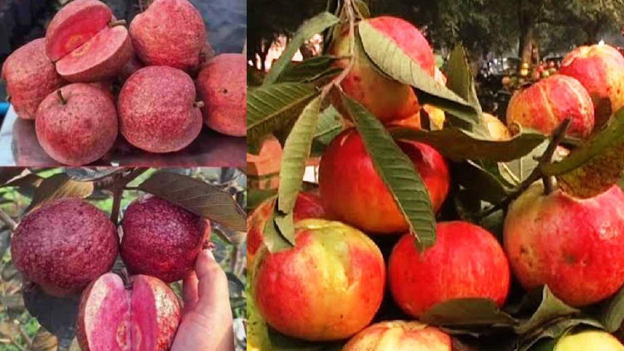 किसान खेतों में लगाएं ये लाल फल, जो स्वाद, रंग और मुनाफा तीनों में हैं सुपरहिट