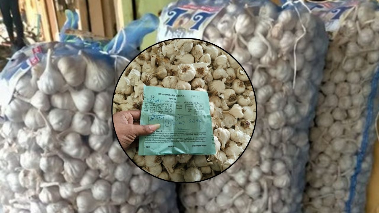 Mandi Bhav: 24 घंटे में 25 फीसदी कम हो गई लहसुन की कीमत, 5690 रुपये क्विंटल हुआ रेट
