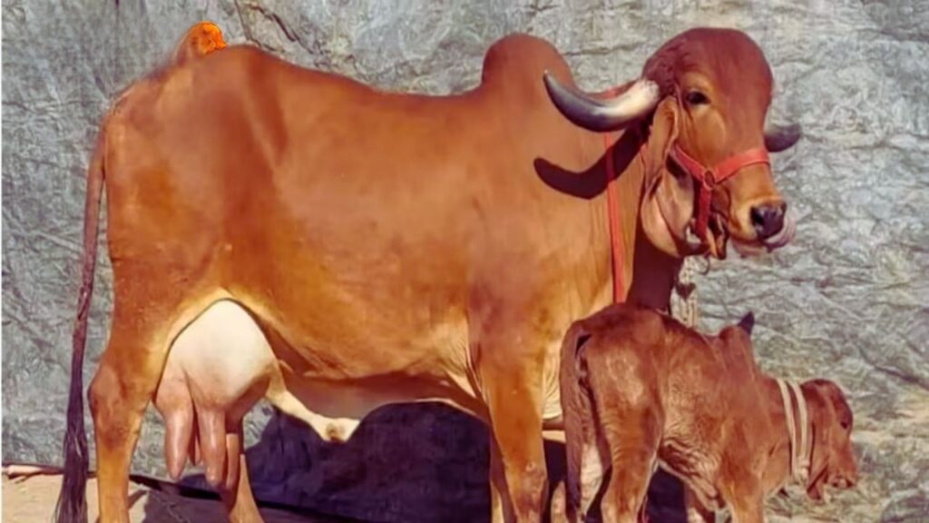 गिर गाय: देसी नस्ल की यह गाय अपनी अधिक दूध देने की क्षमता के लिए प्रसिद्ध है. यह रोजाना लगभग 10 से 12 लीटर तक दूध देती है, जो स्वाद और पोषण दोनों में बेहतरीन माना जाता है.