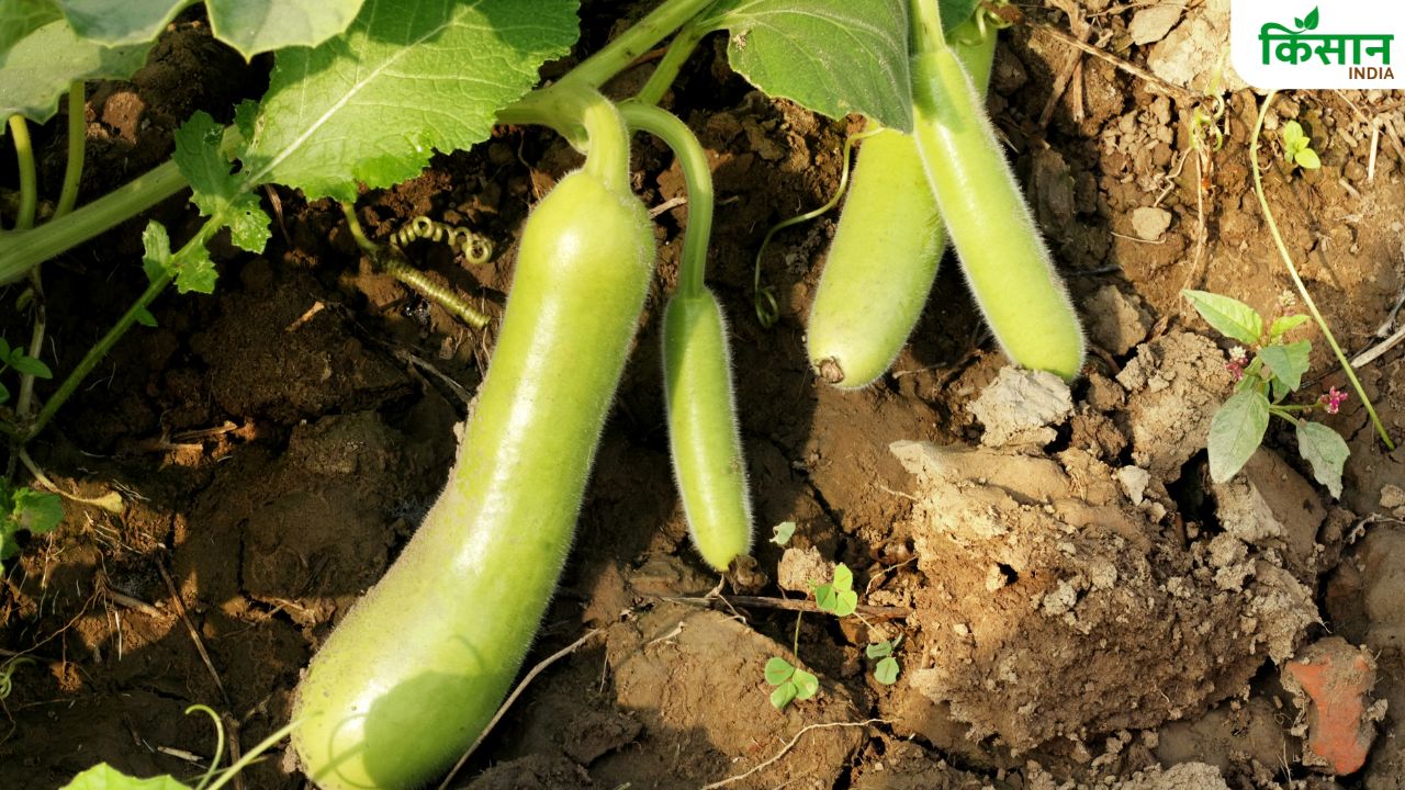 लौकी के पौधे में जान डाल देगा केले का छिलका, जानें इस्तेमाल करने का सही तरीका